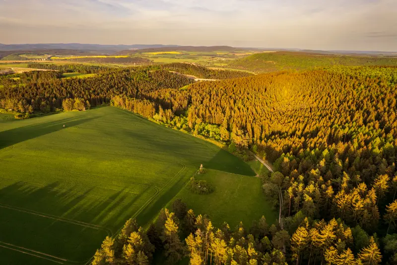 Luftbild einer Waldkante mit angrenzenden Feldern im tiefen Licht.