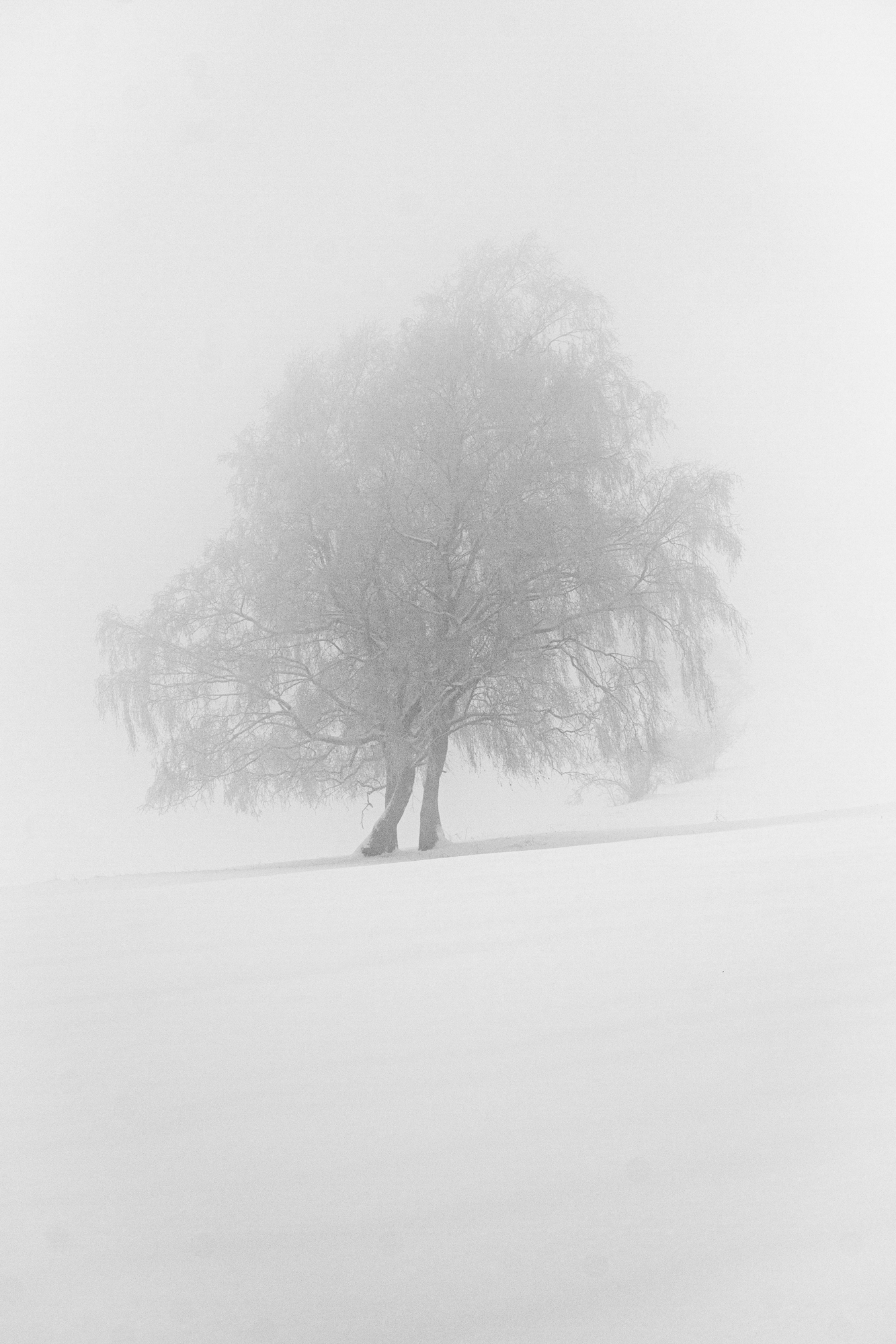 Baum im Winter - Minimalismus