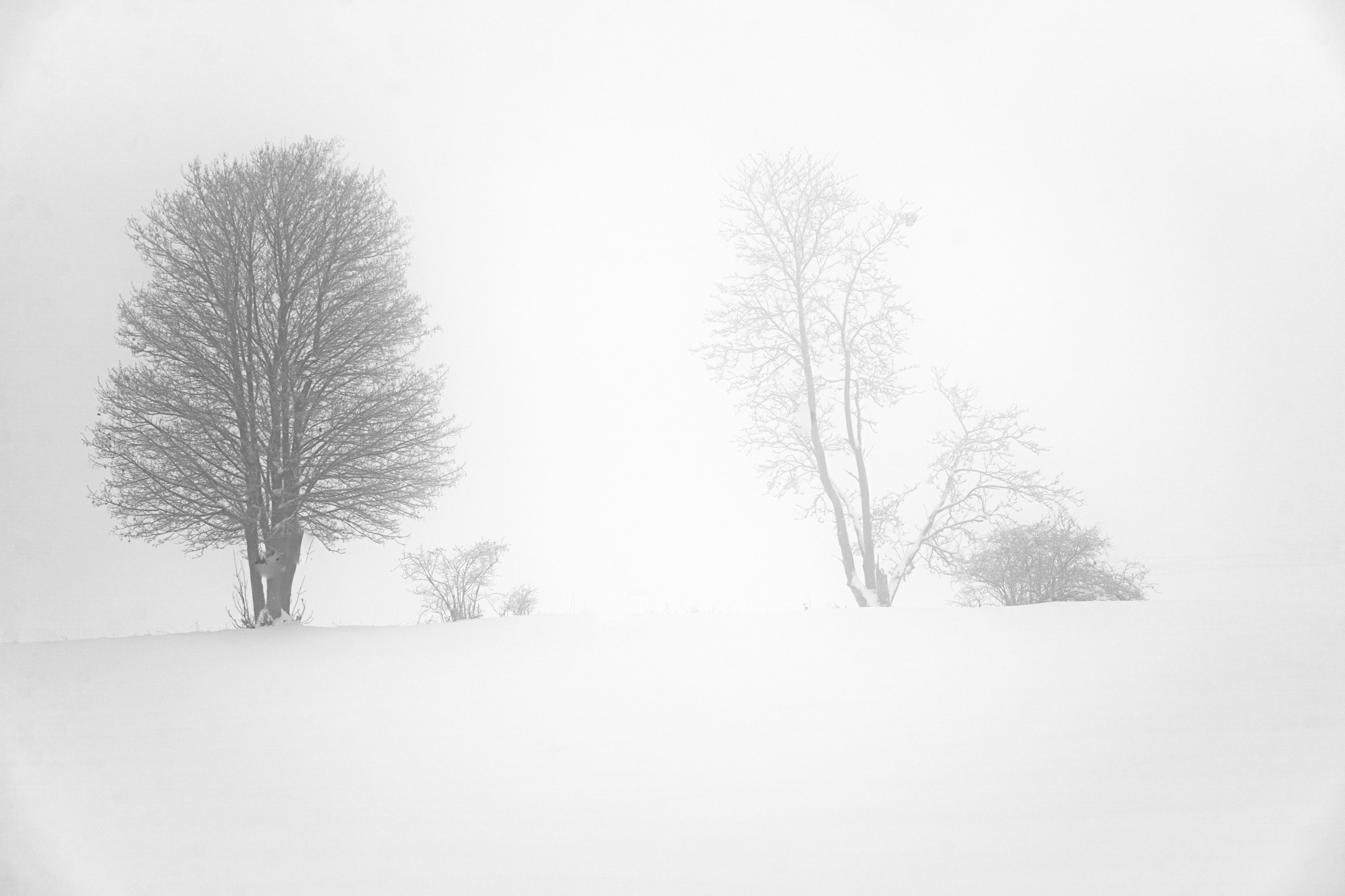 Baum im Winter - Minimalismus