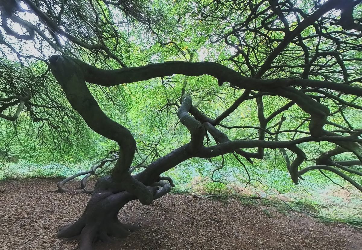 Hexenwald mit Krüppelbuchen