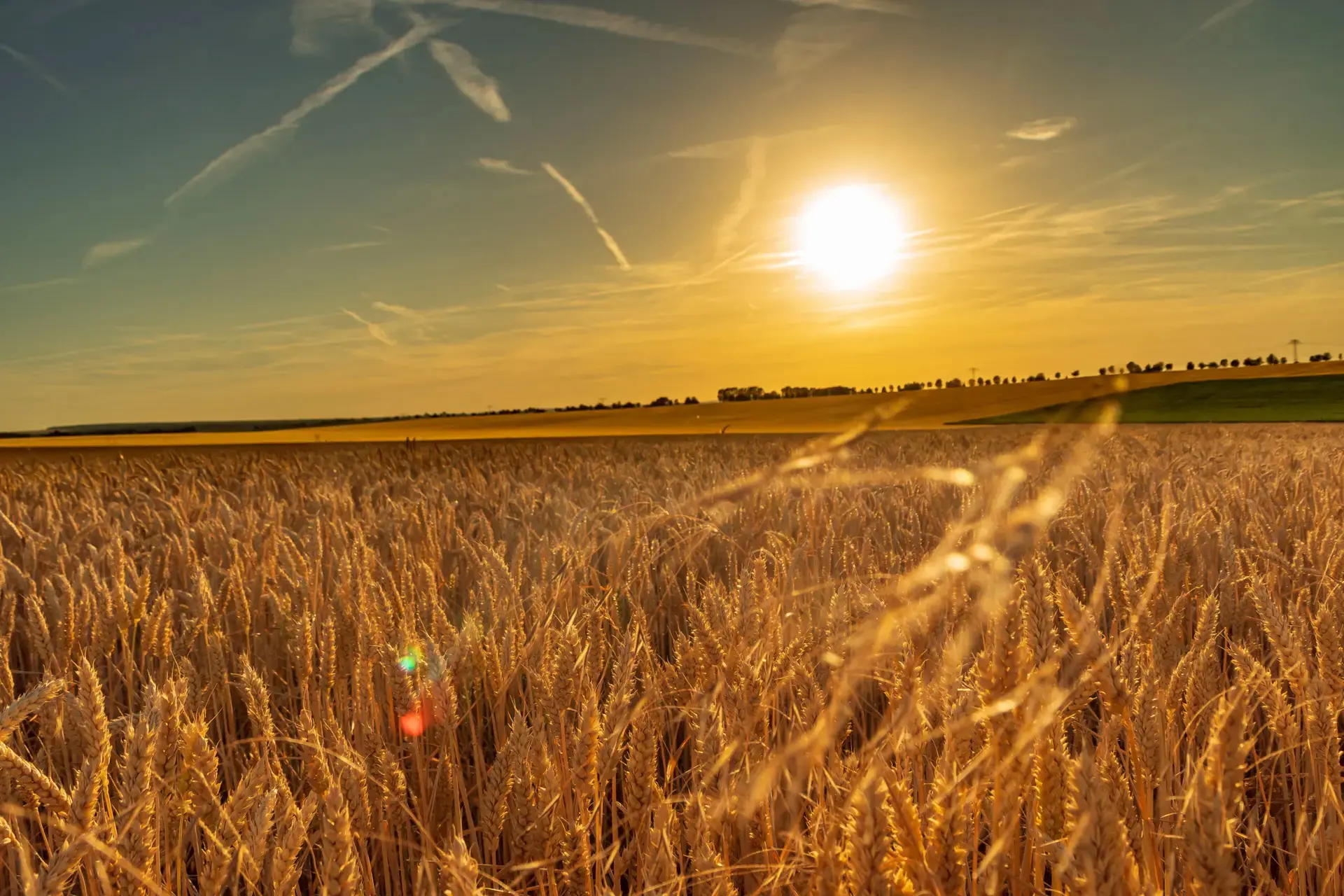 Landwirtschaft im Thüringer Becken