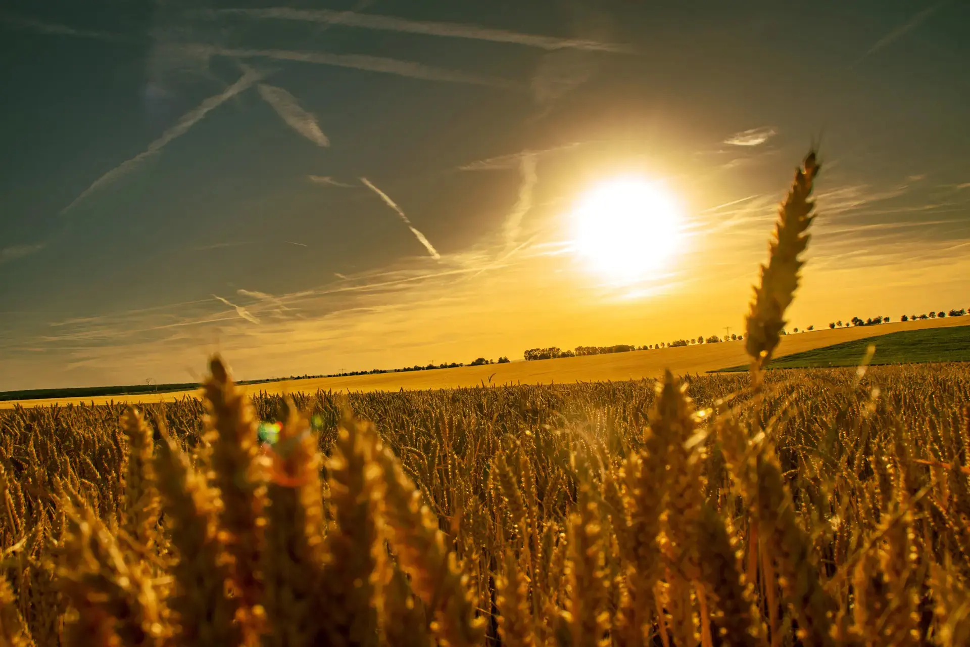 Landwirtschaft im Thüringer Becken